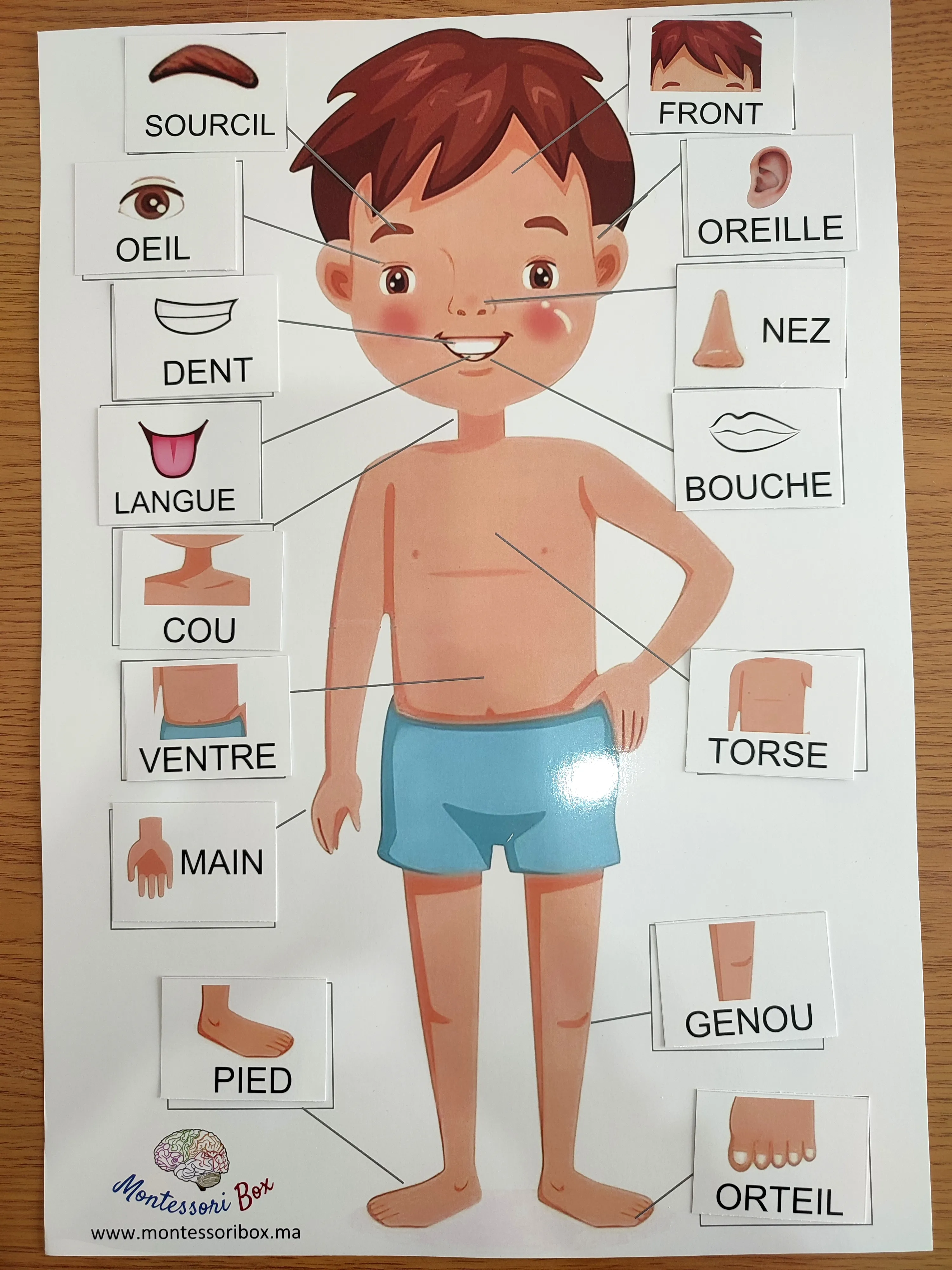 Activité des parties du corps, format A3 (arabe, anglais, français)