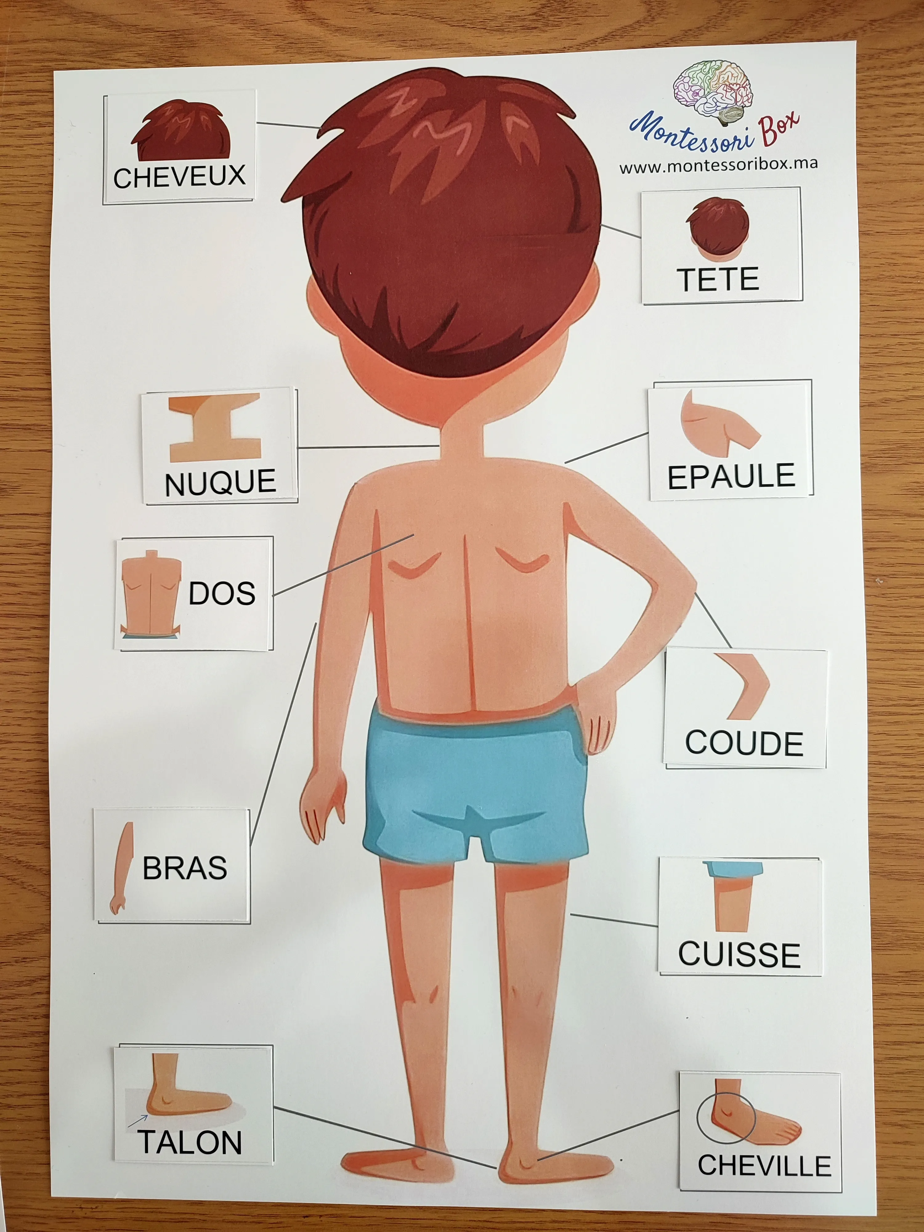Activité des parties du corps, format A3 (arabe, anglais, français)