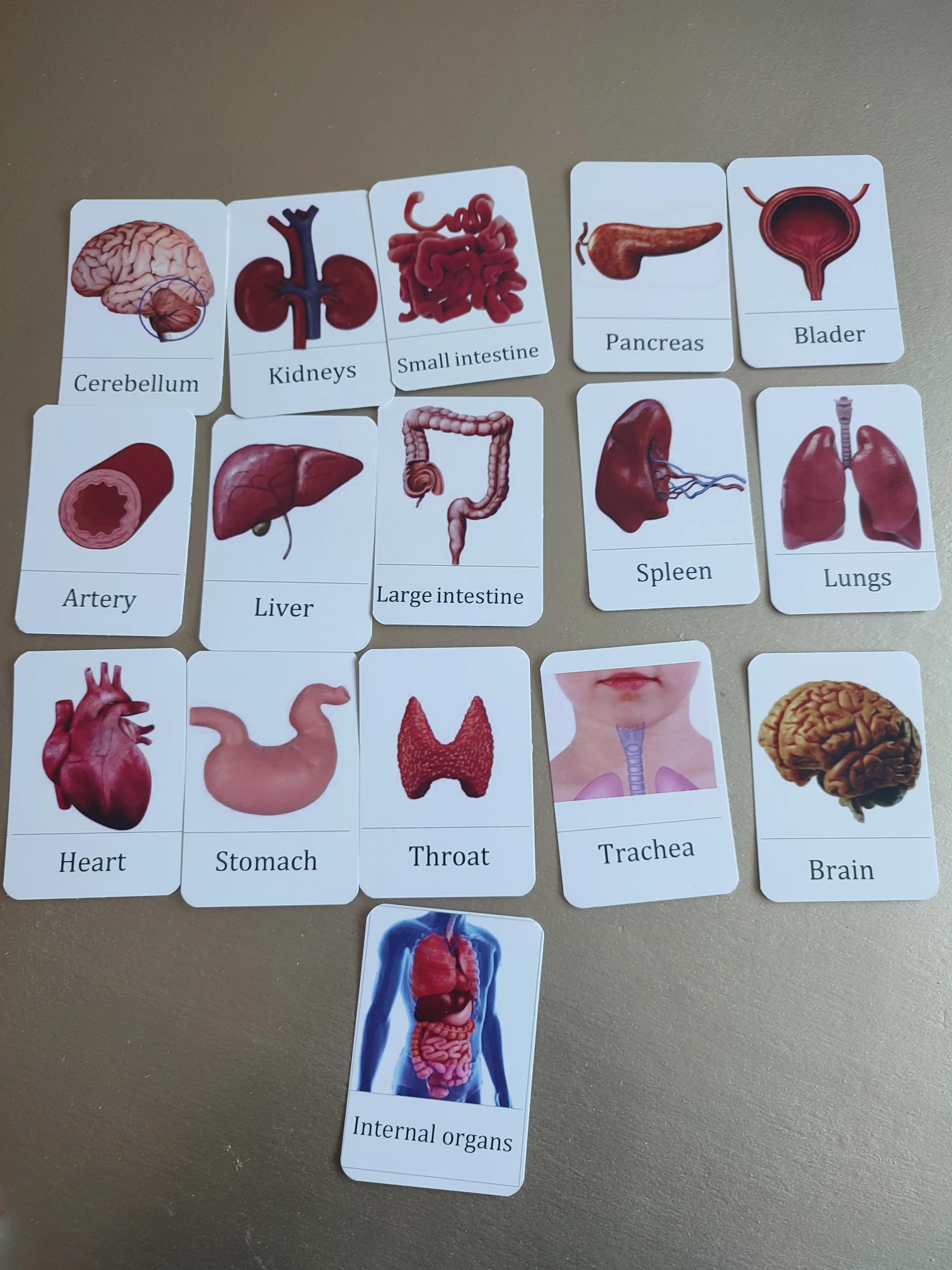 Organ intern cards