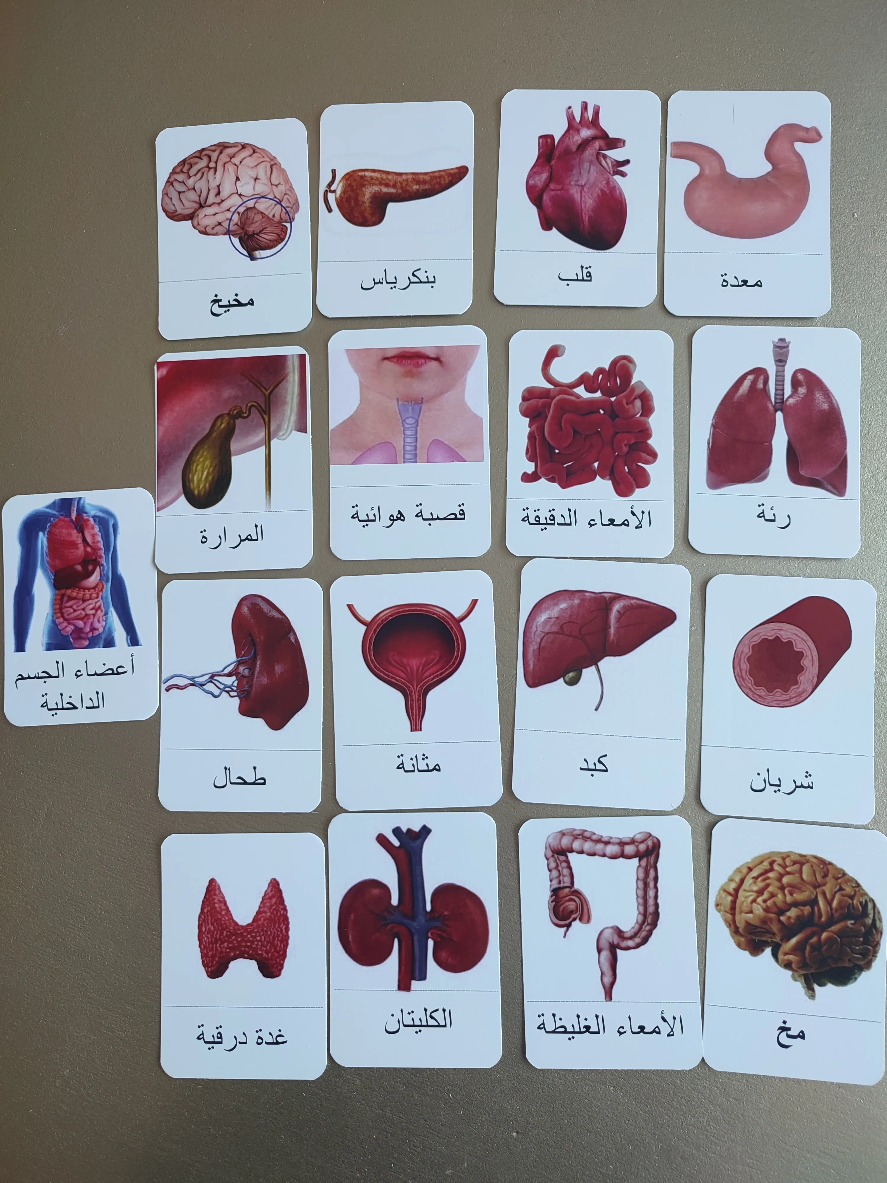 بطاقات أعضاء جسم الإنسان