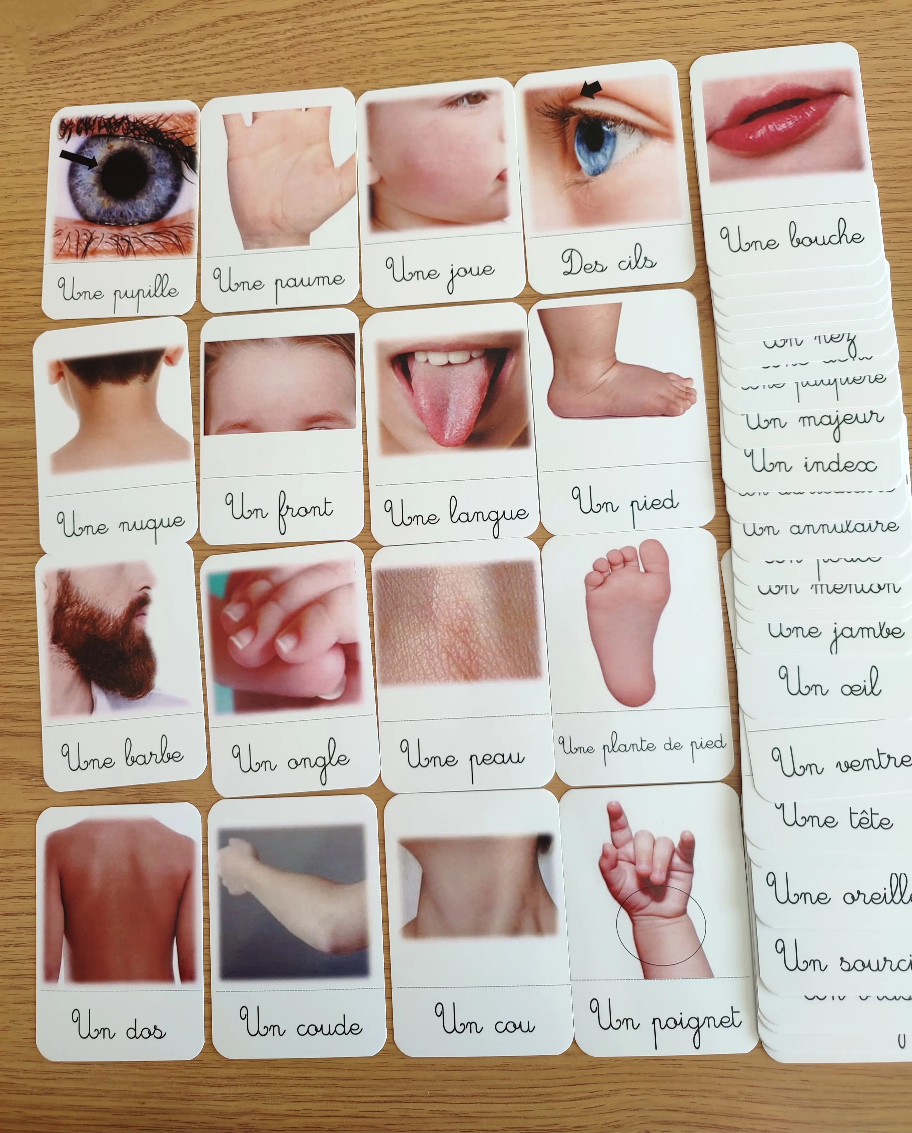 45 cartes de nomenclature des parties du corps humain