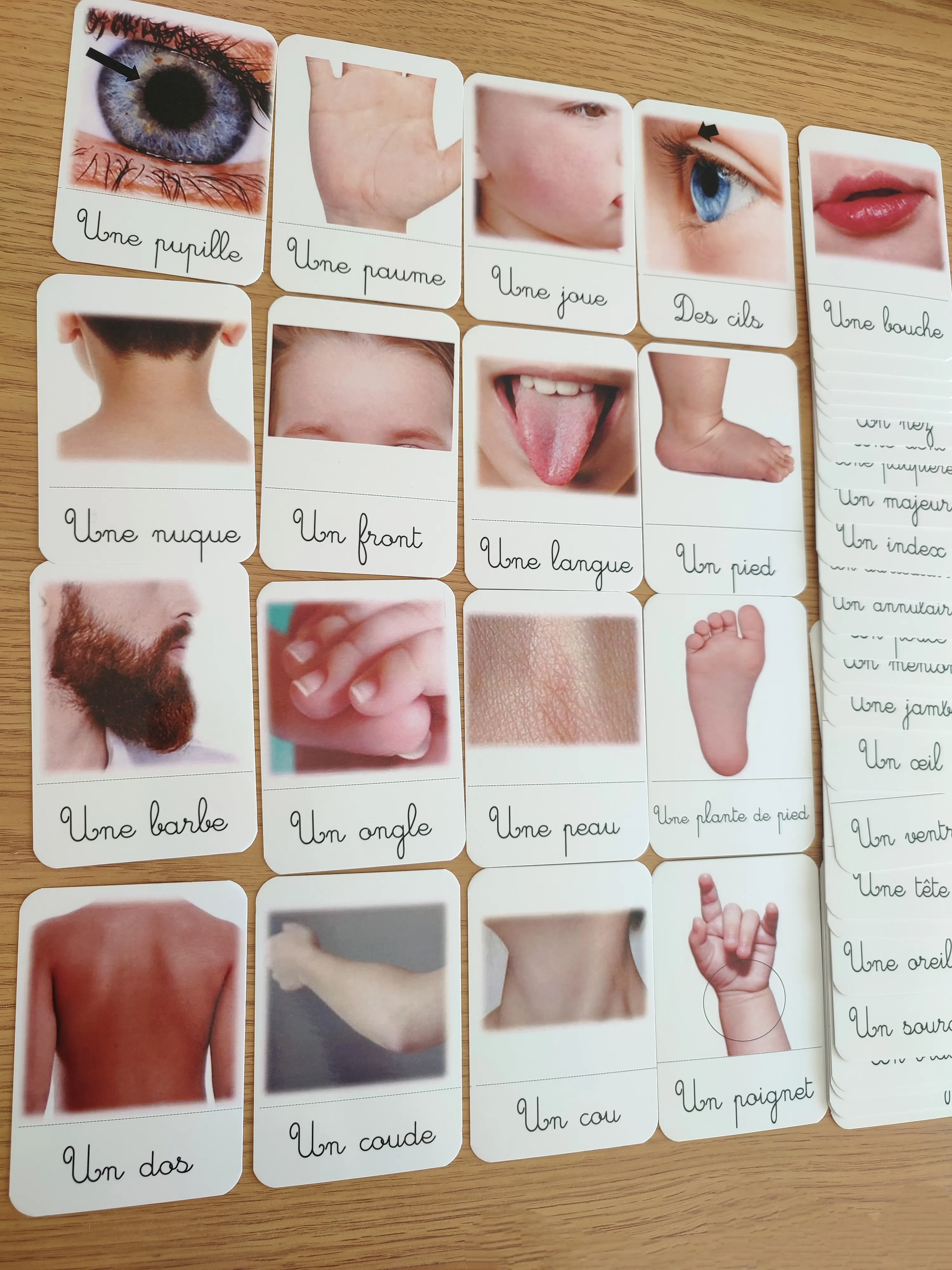 45 cartes de nomenclature des parties du corps humain