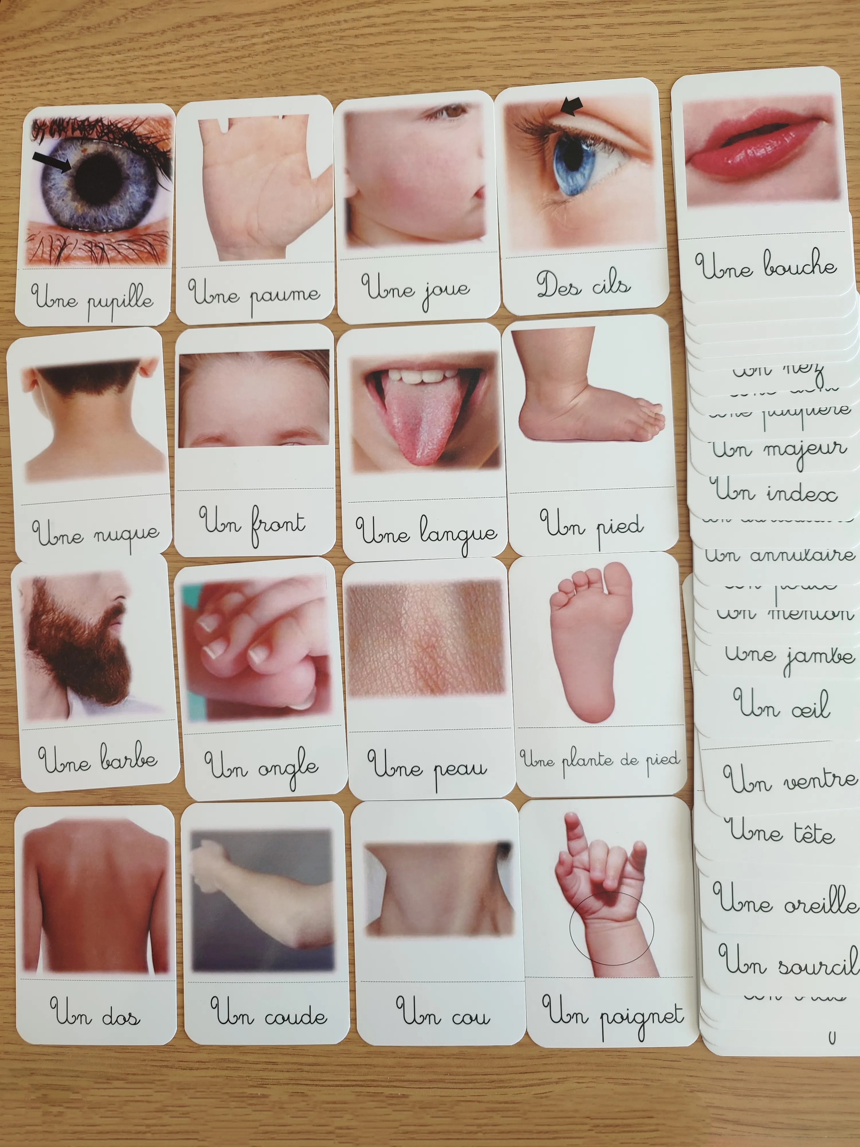 45 cartes de nomenclature des parties du corps humain