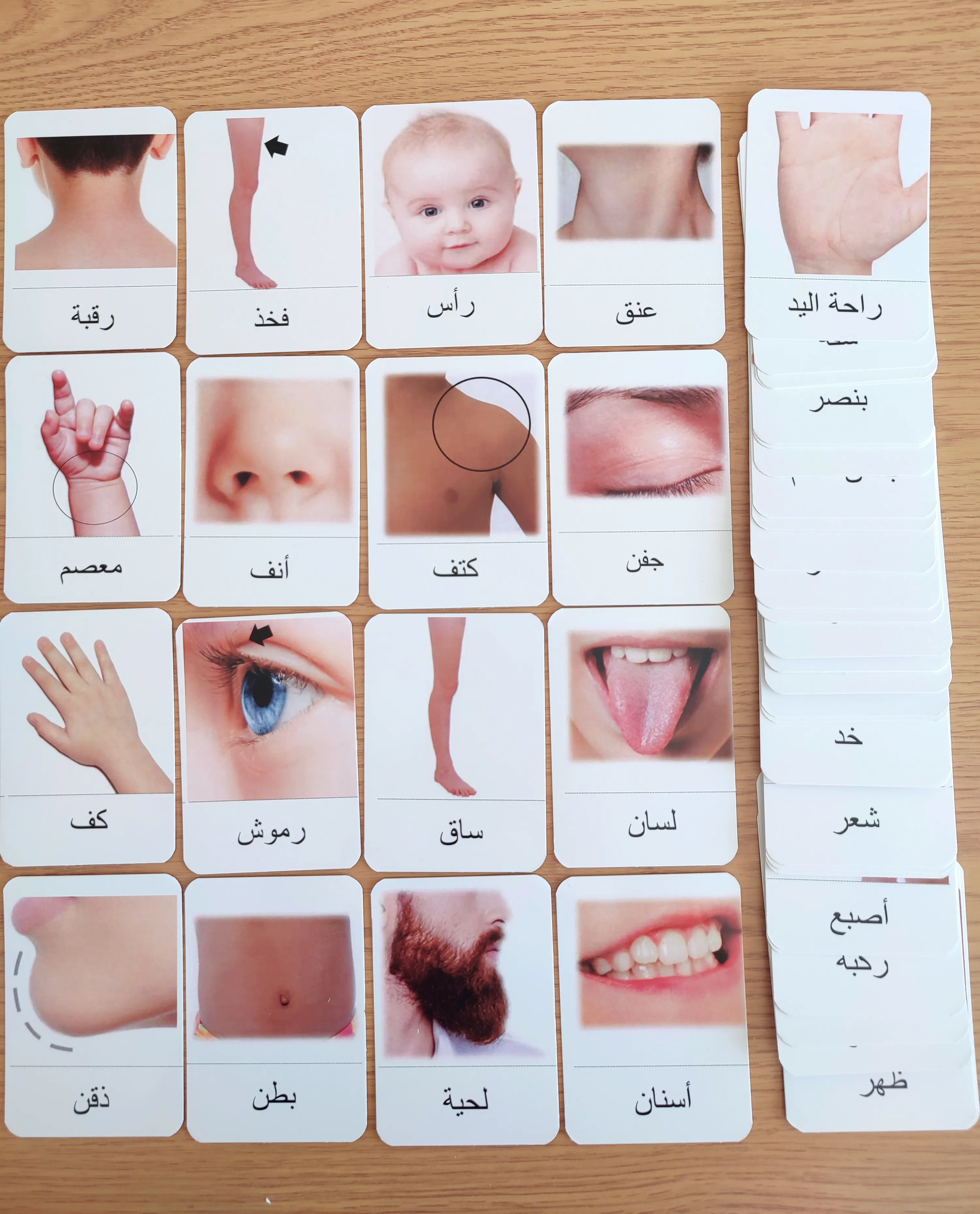 بطاقات جسم الإنسان