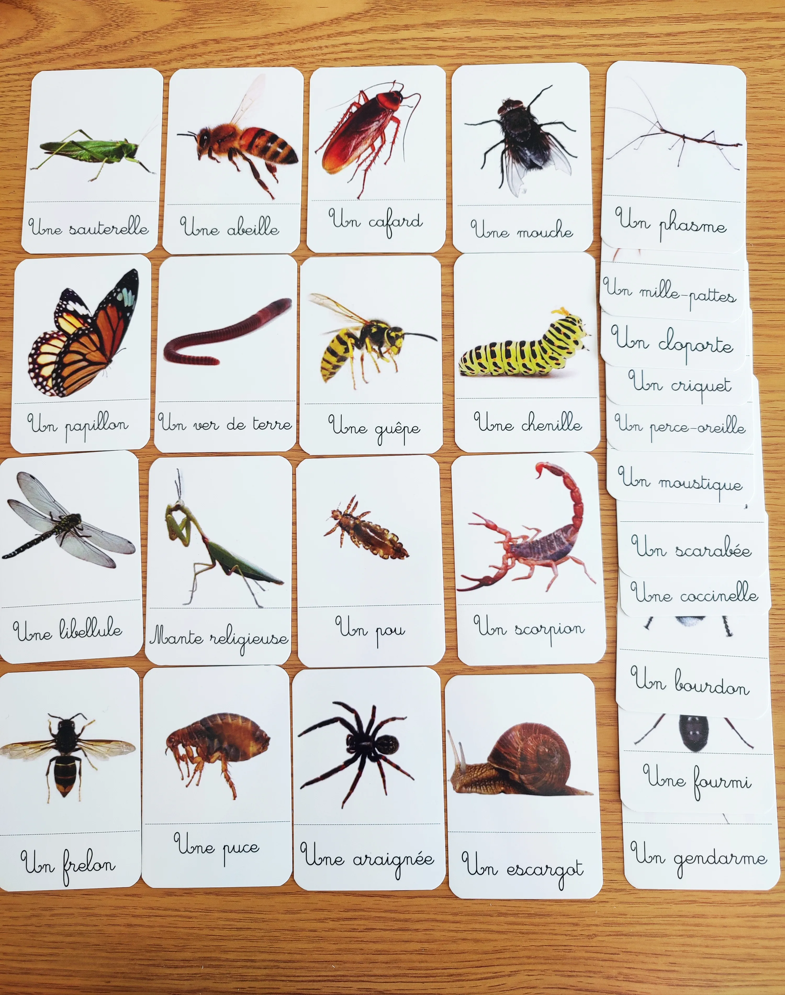 27 cartes de nomenclature des insectes