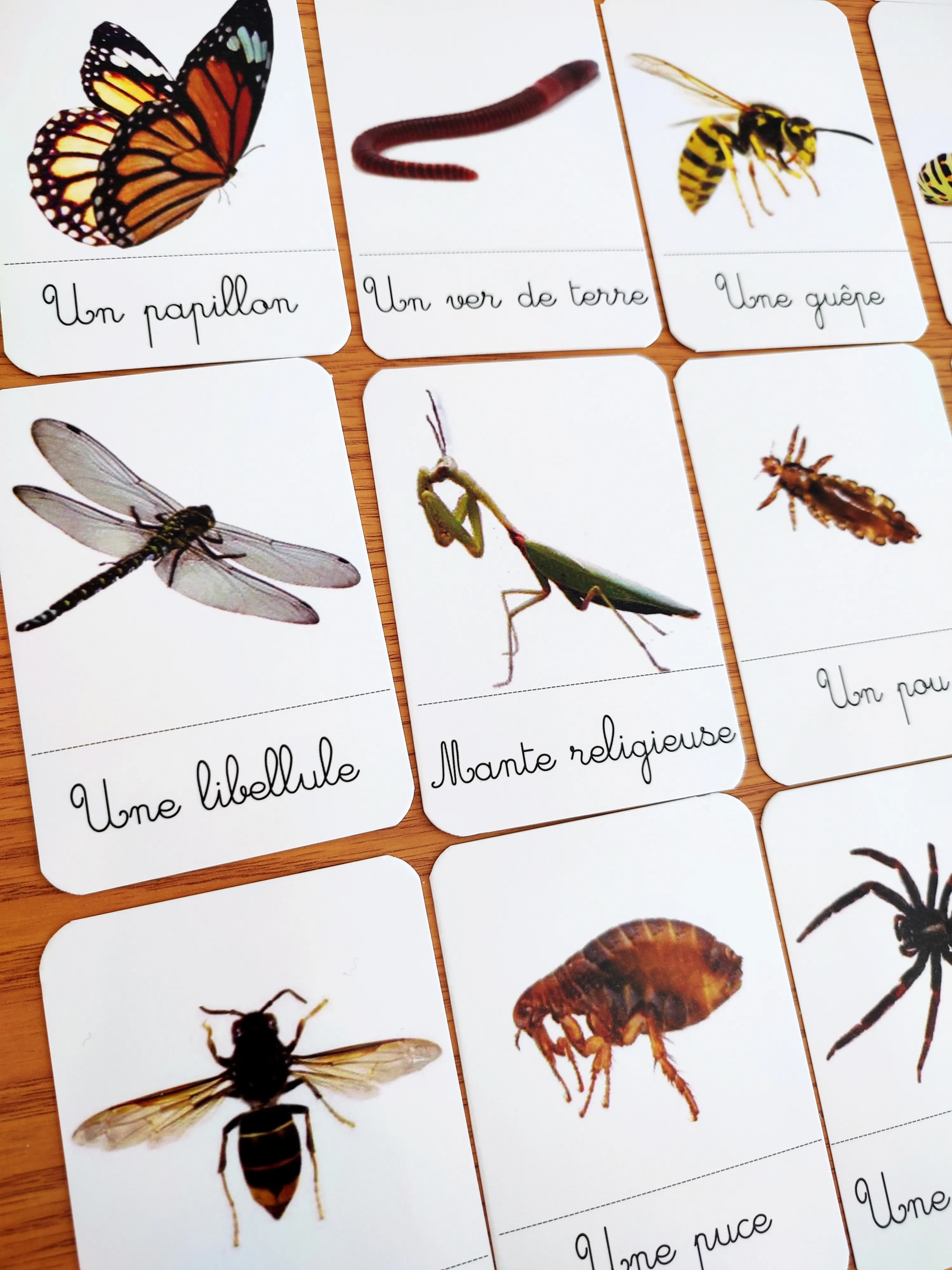 27 cartes de nomenclature des insectes