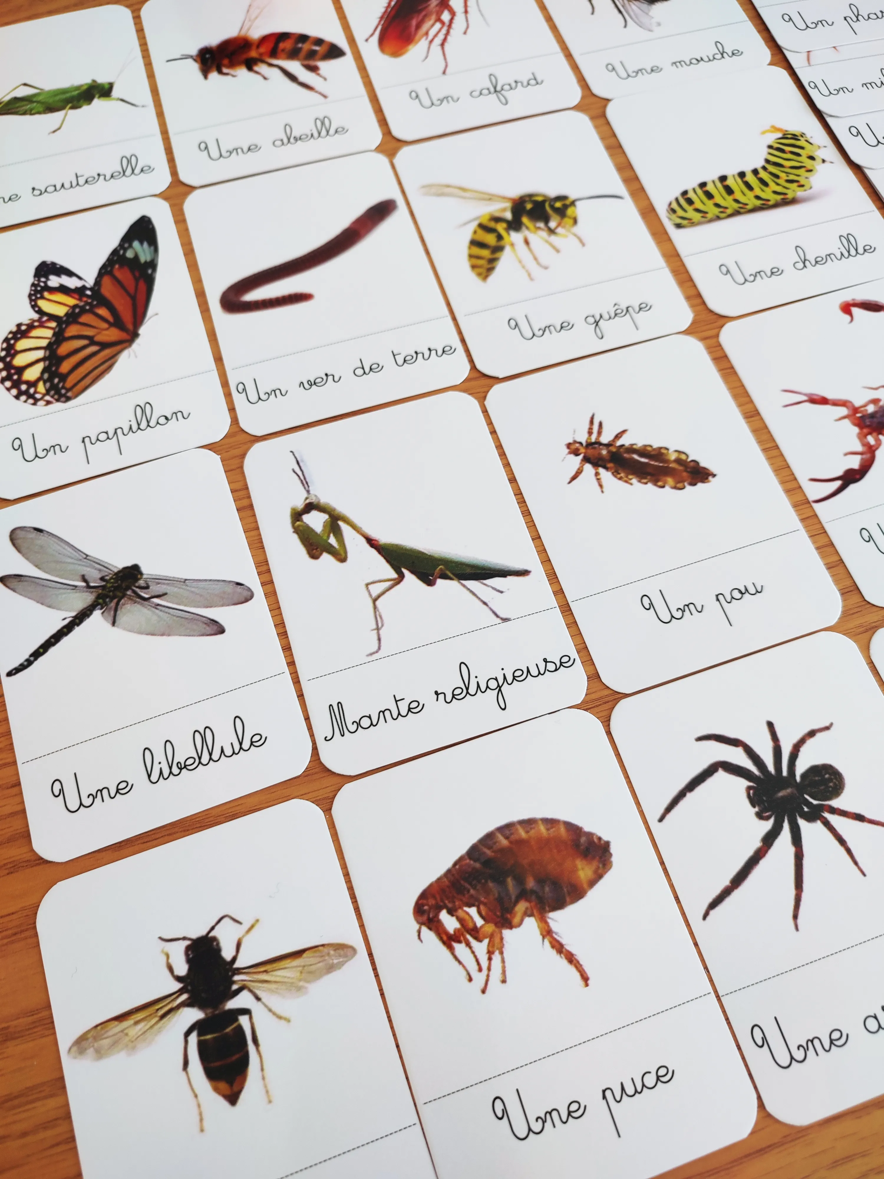 27 cartes de nomenclature des insectes