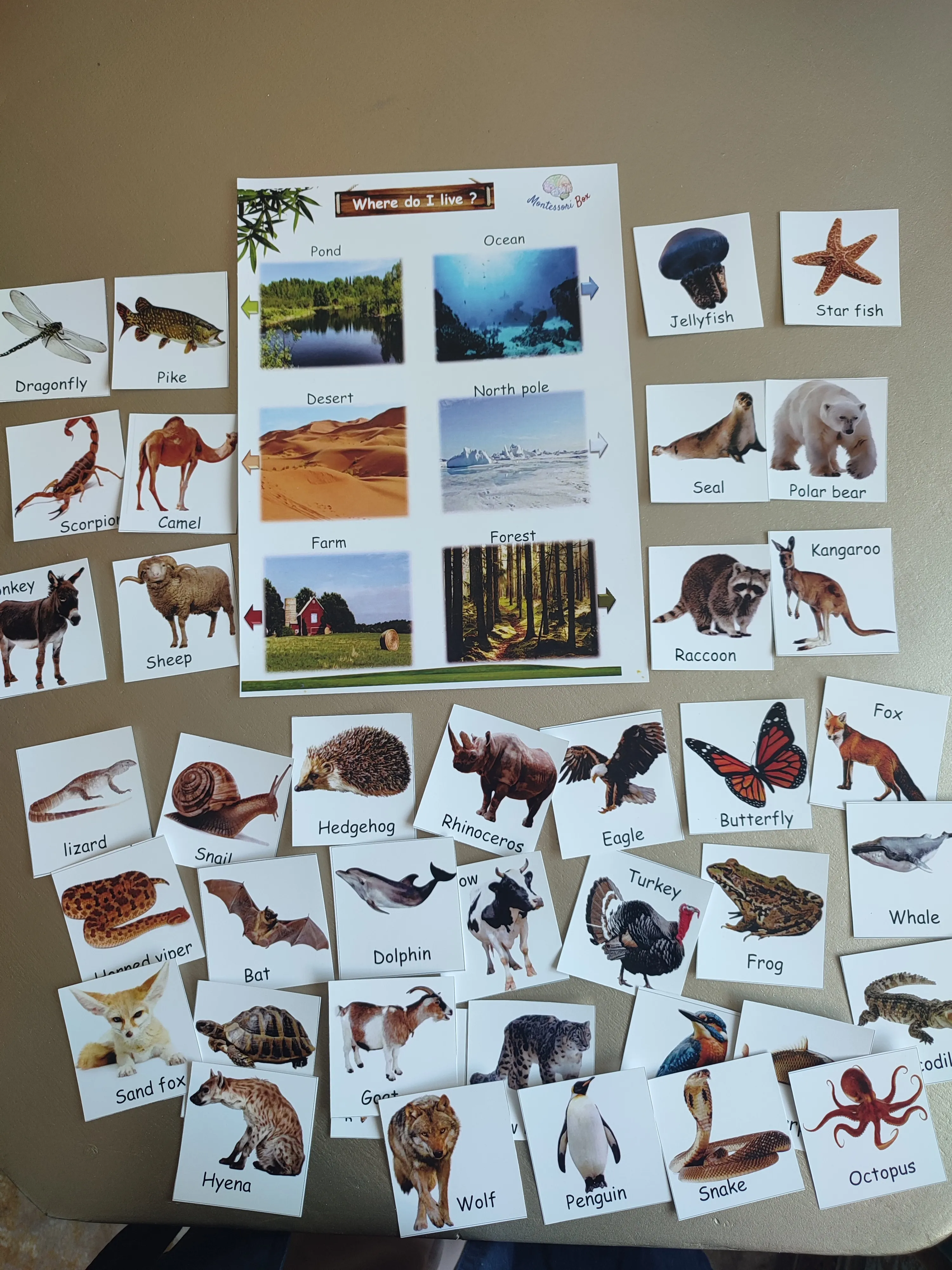 Montessori box of animals (english)