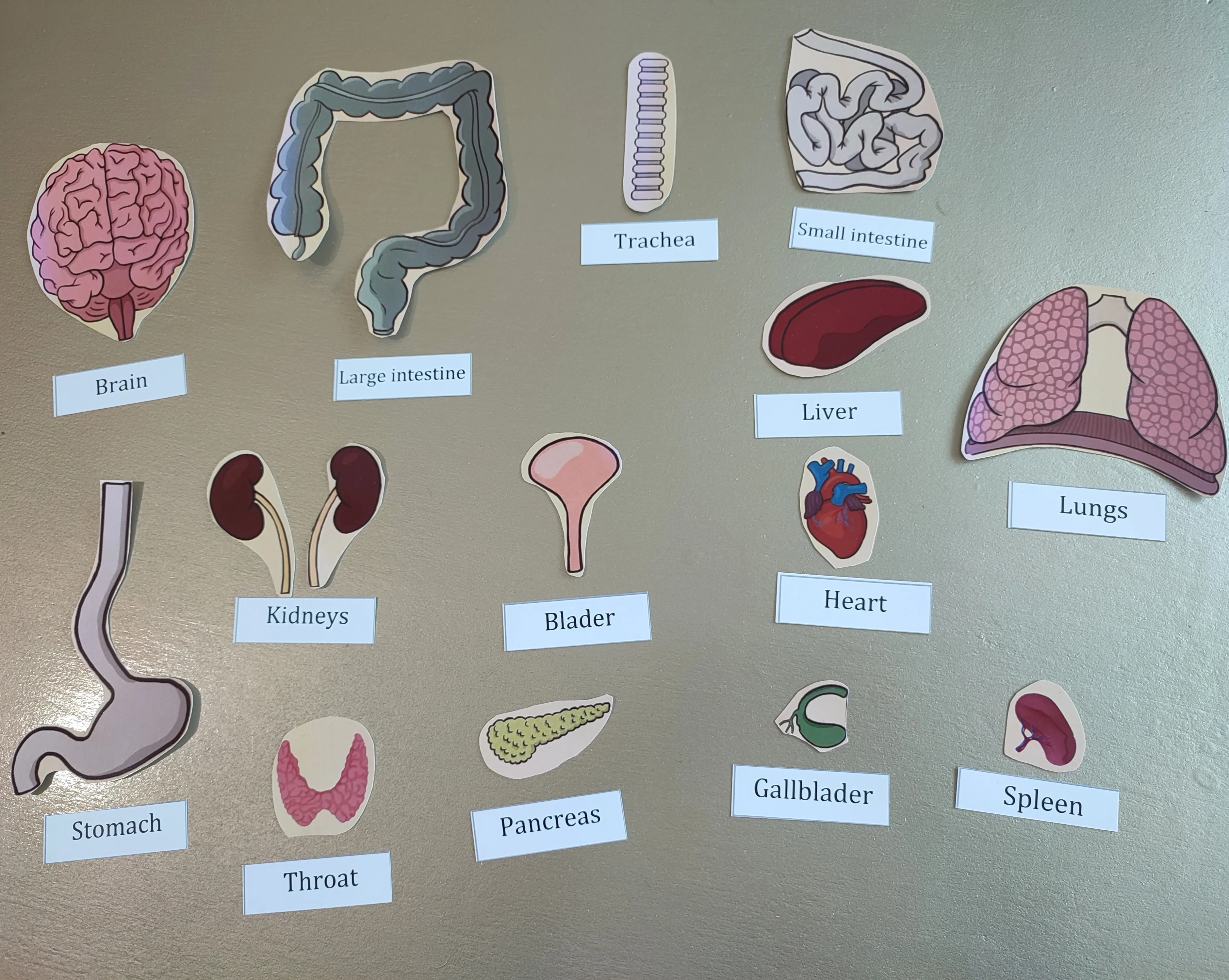 Internal organs activity A3