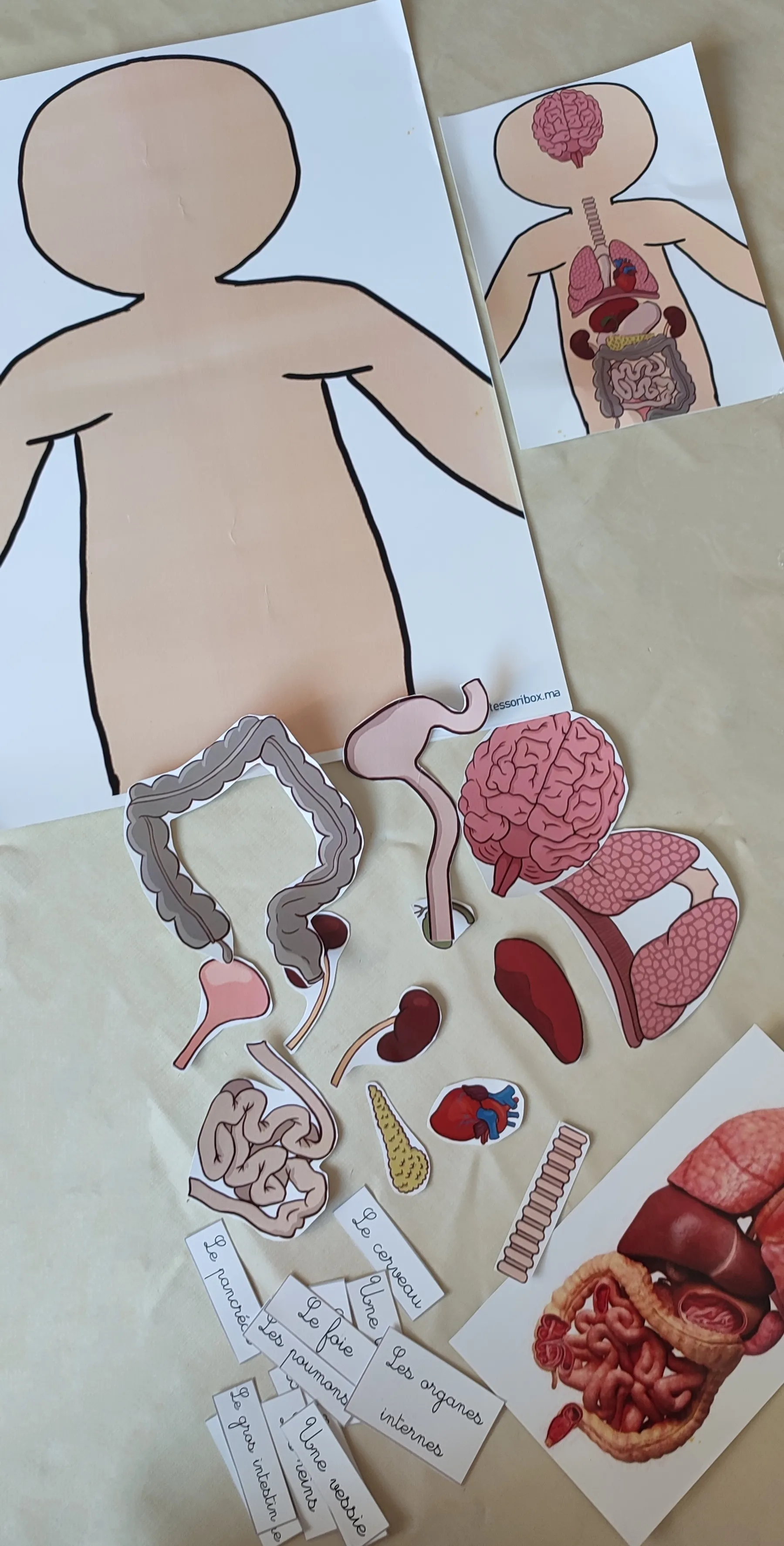 Internal organs activity A3