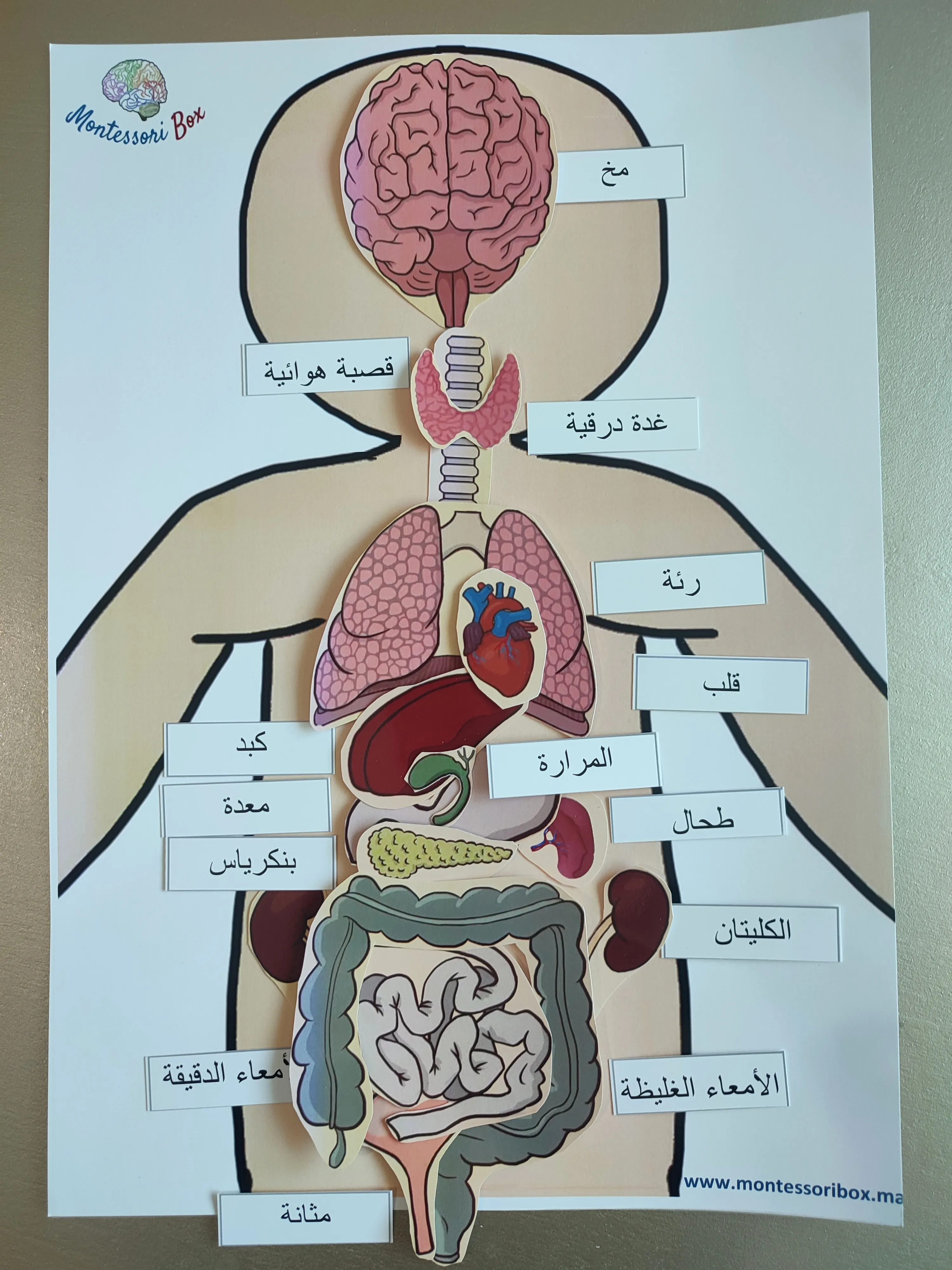 نشاط أعضاء الجسم الداخلية (A3)