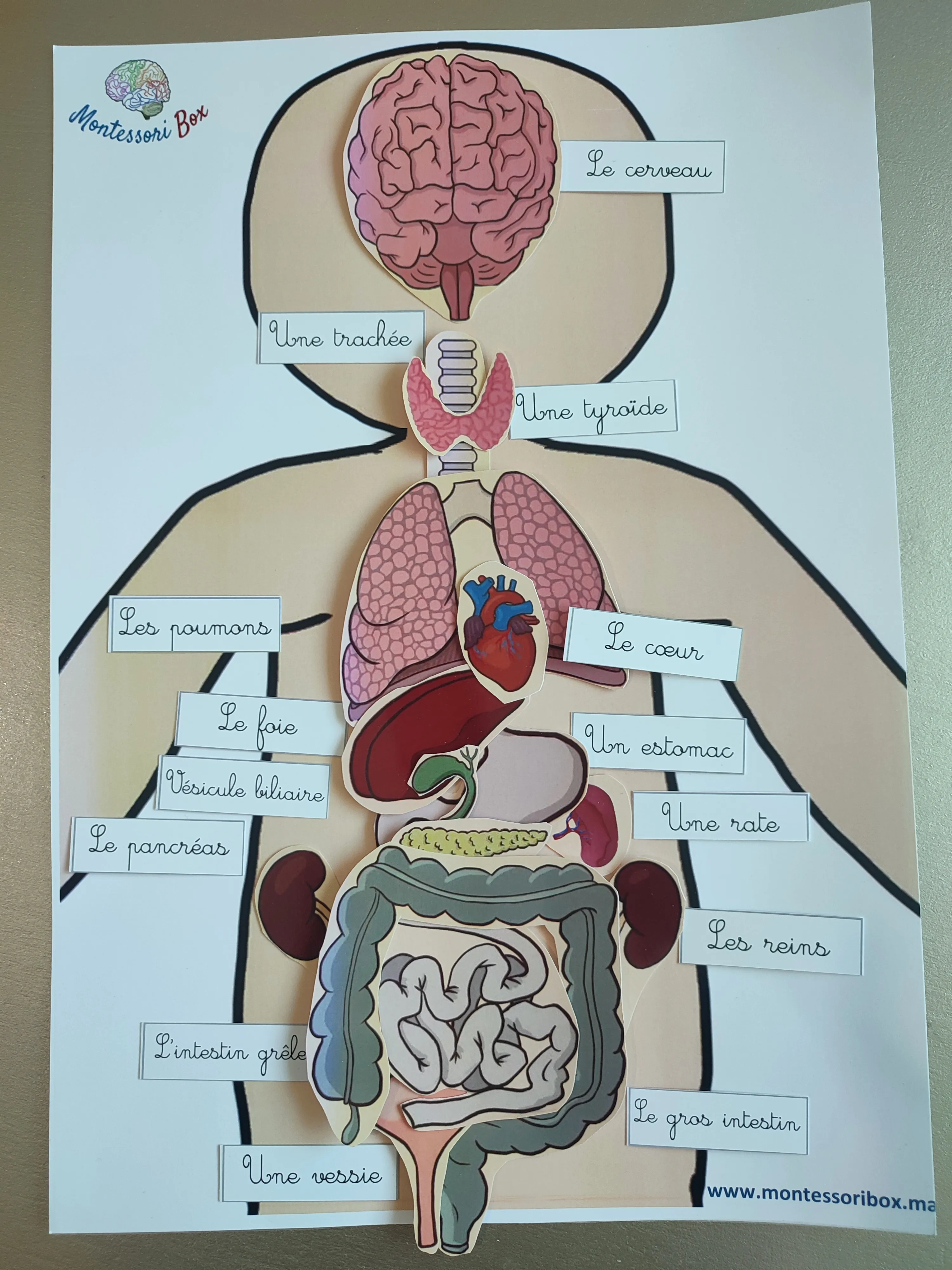 Activité des organes format A3