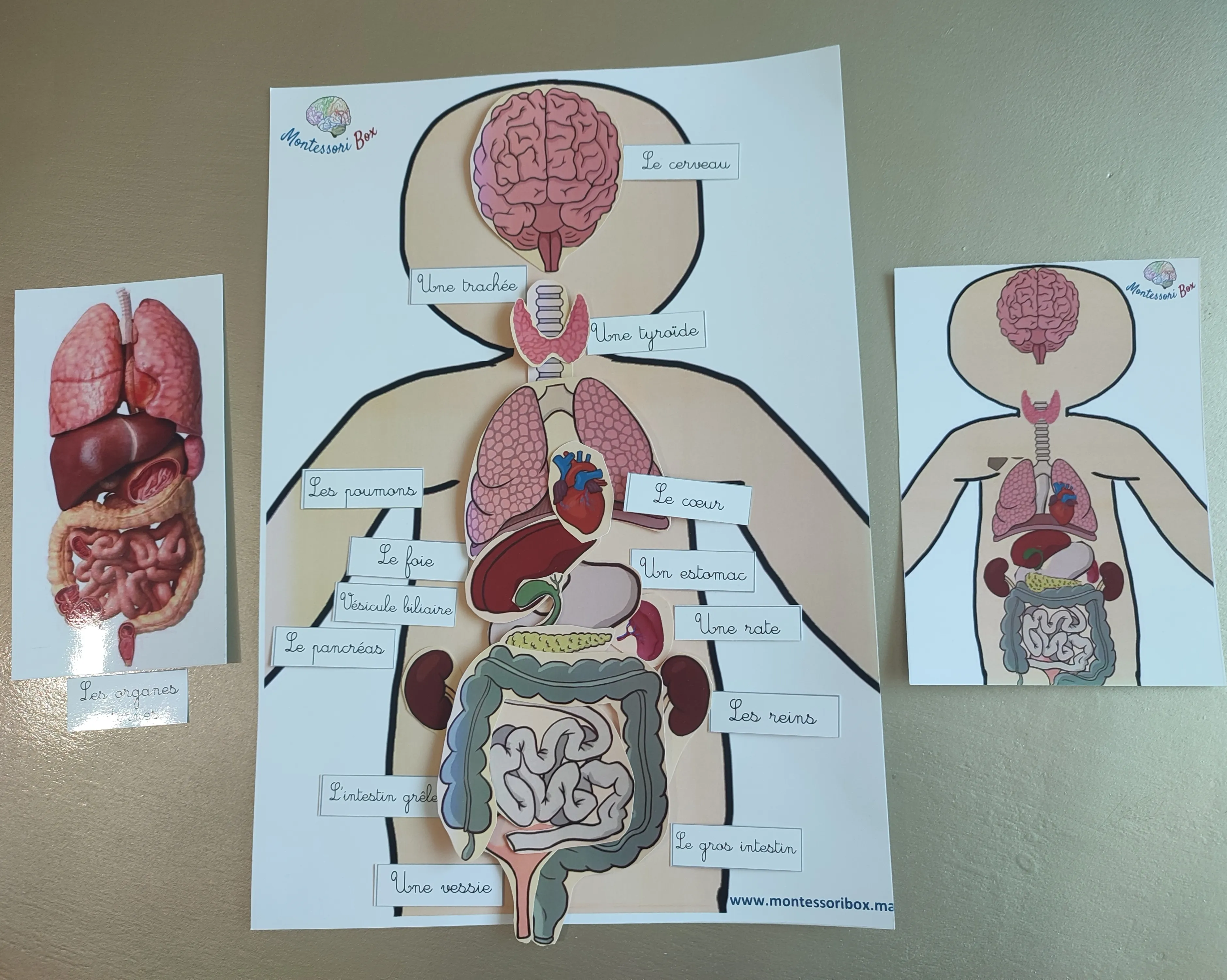 Activité des organes format A3
