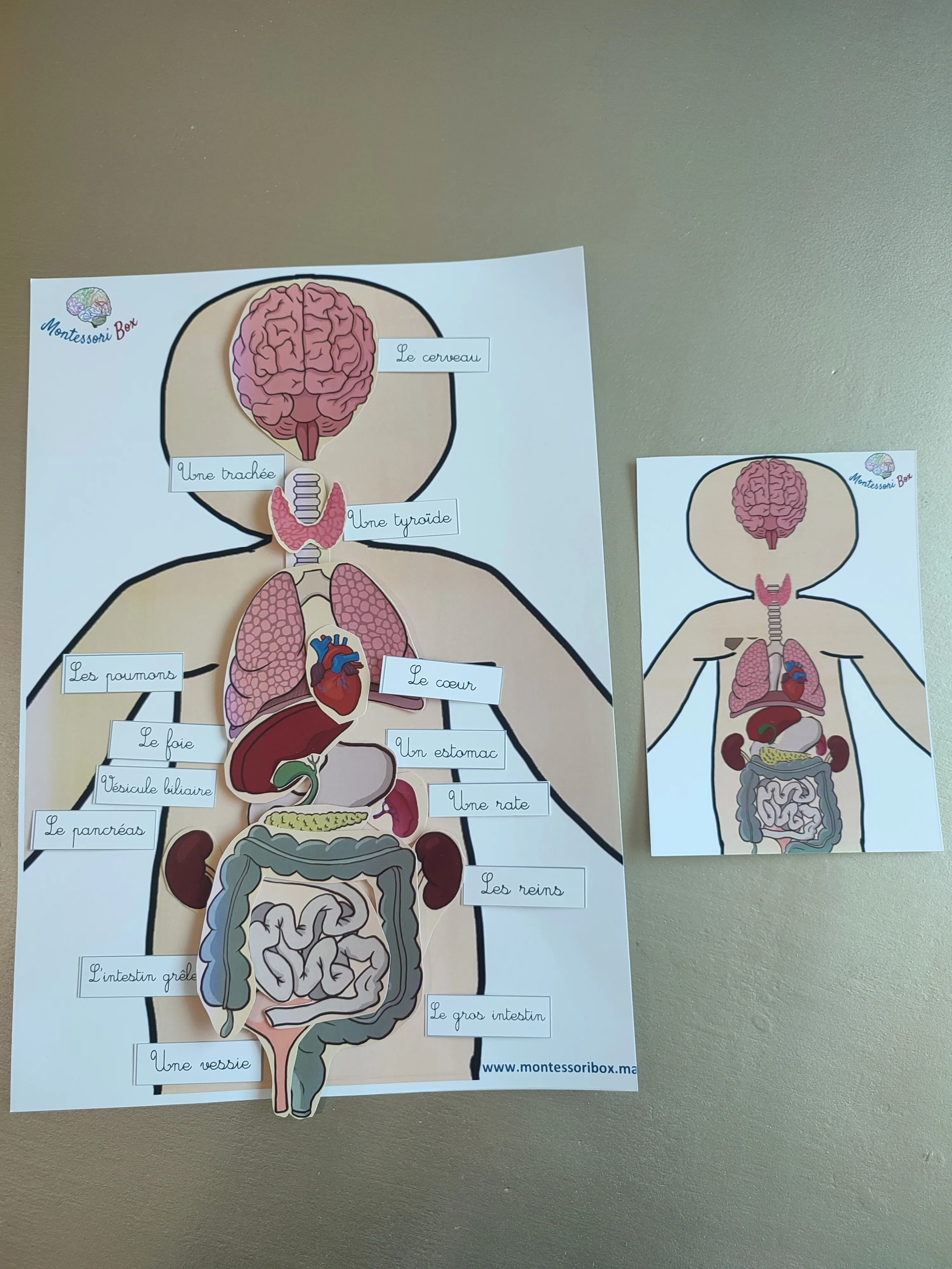 Activité des organes format A3
