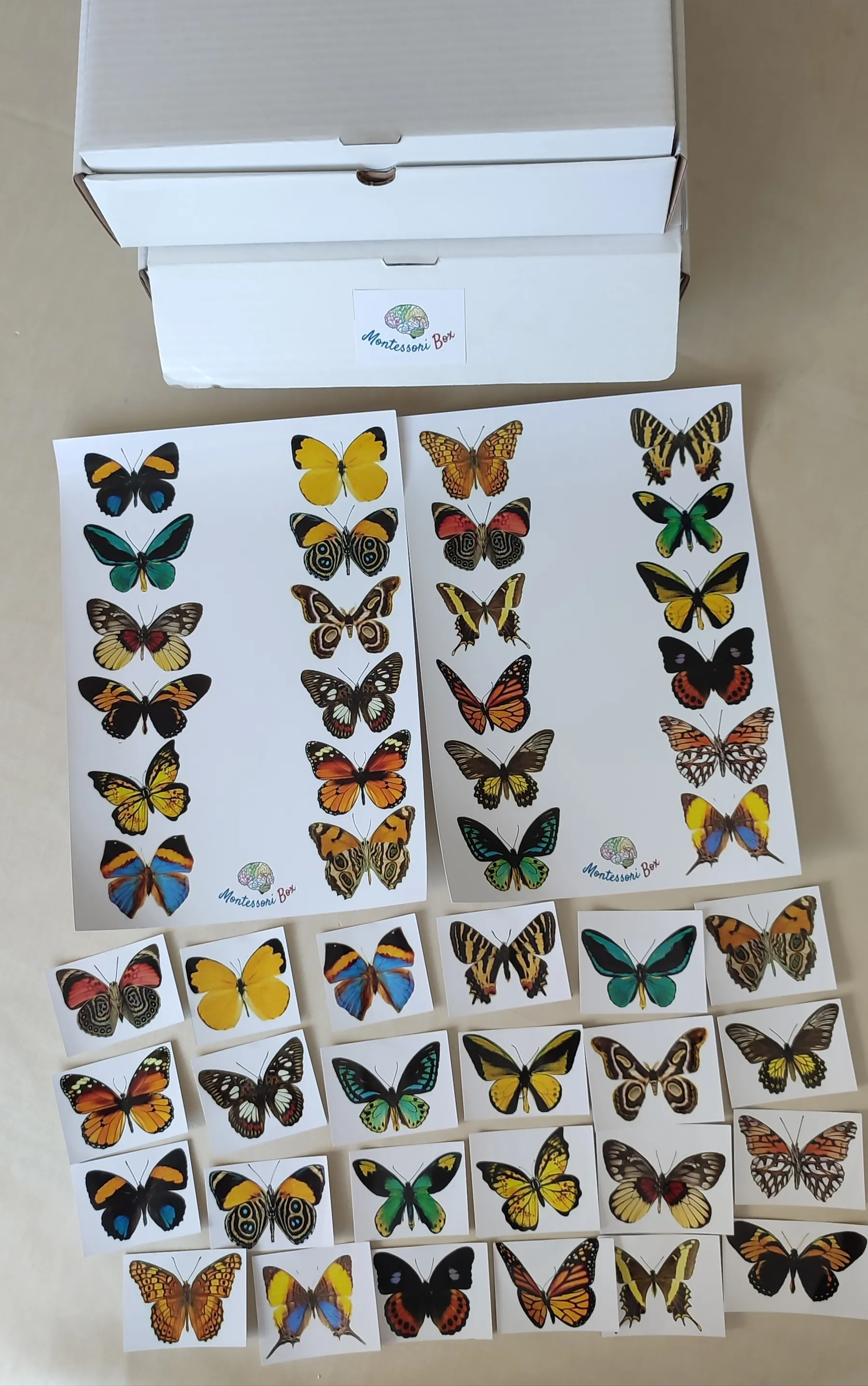 Montessori box de discrimination visuelle 