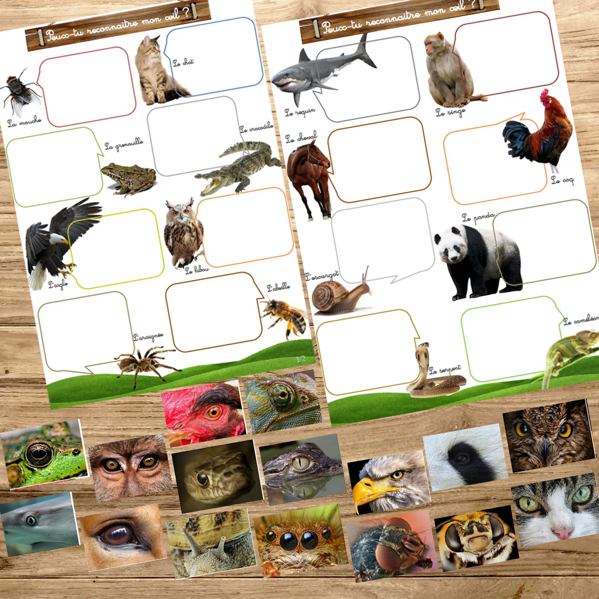 Montessori box des animaux  3-6 ans 