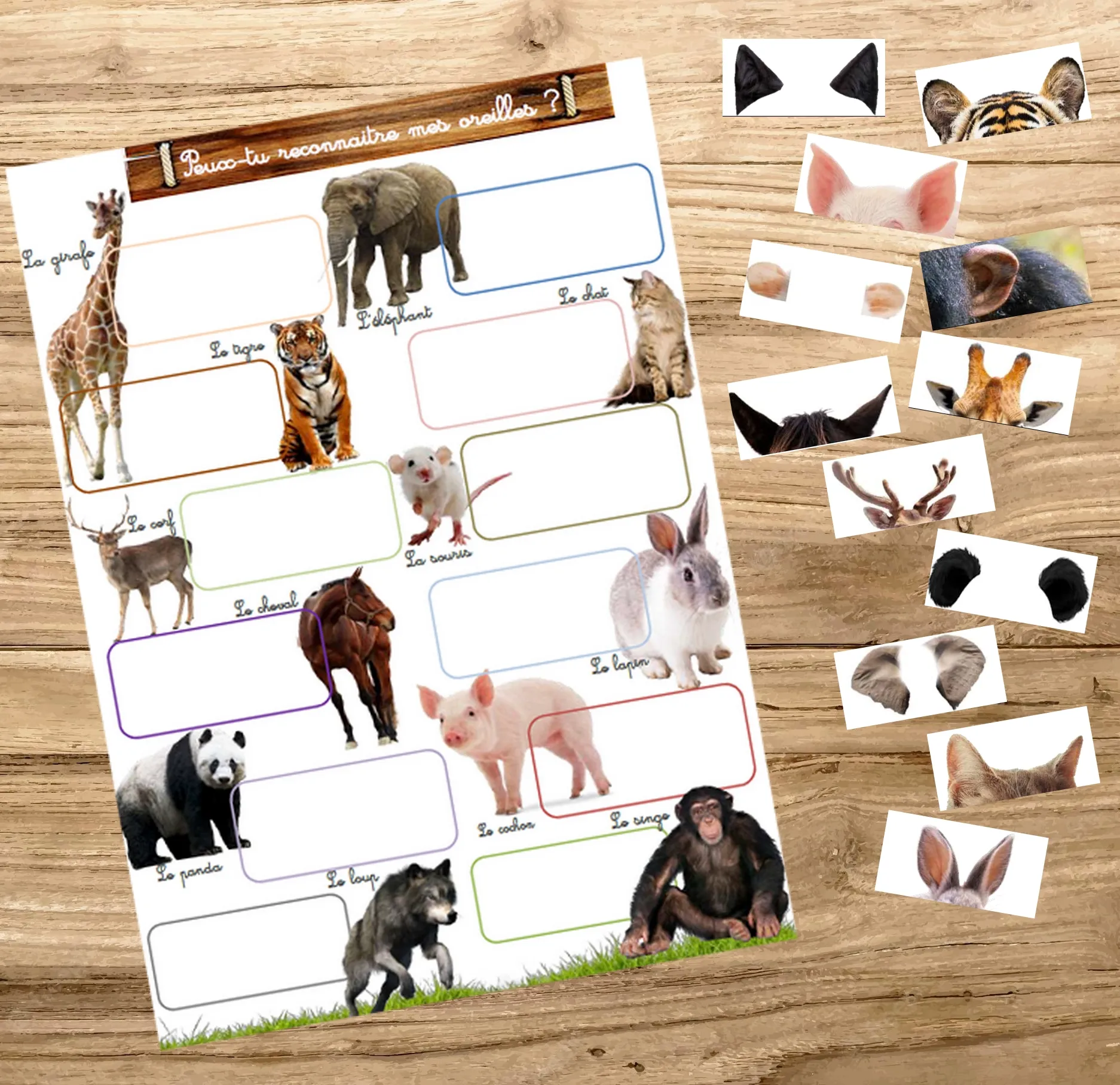 Montessori box des animaux  3-6 ans 