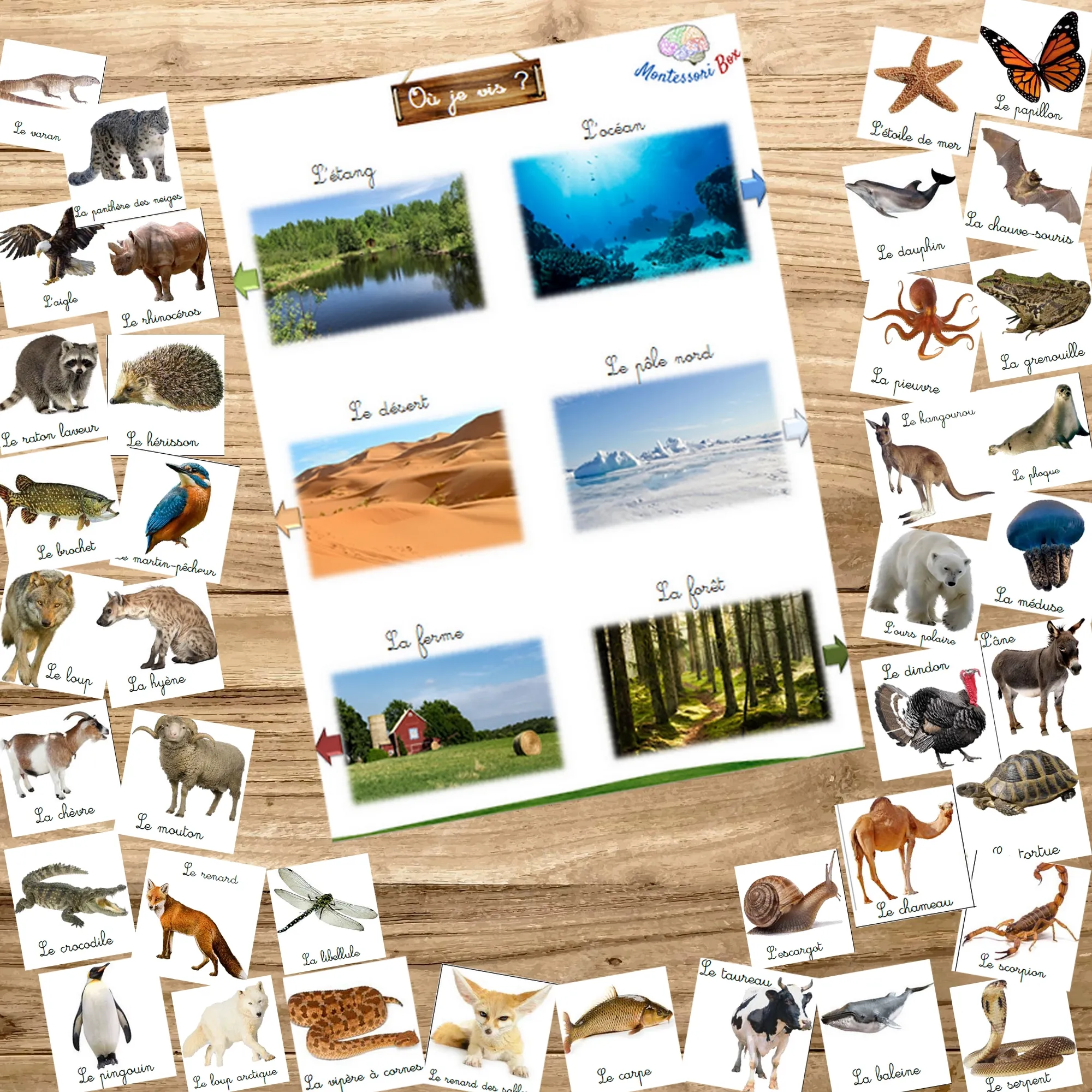 Montessori box des animaux  3-6 ans 