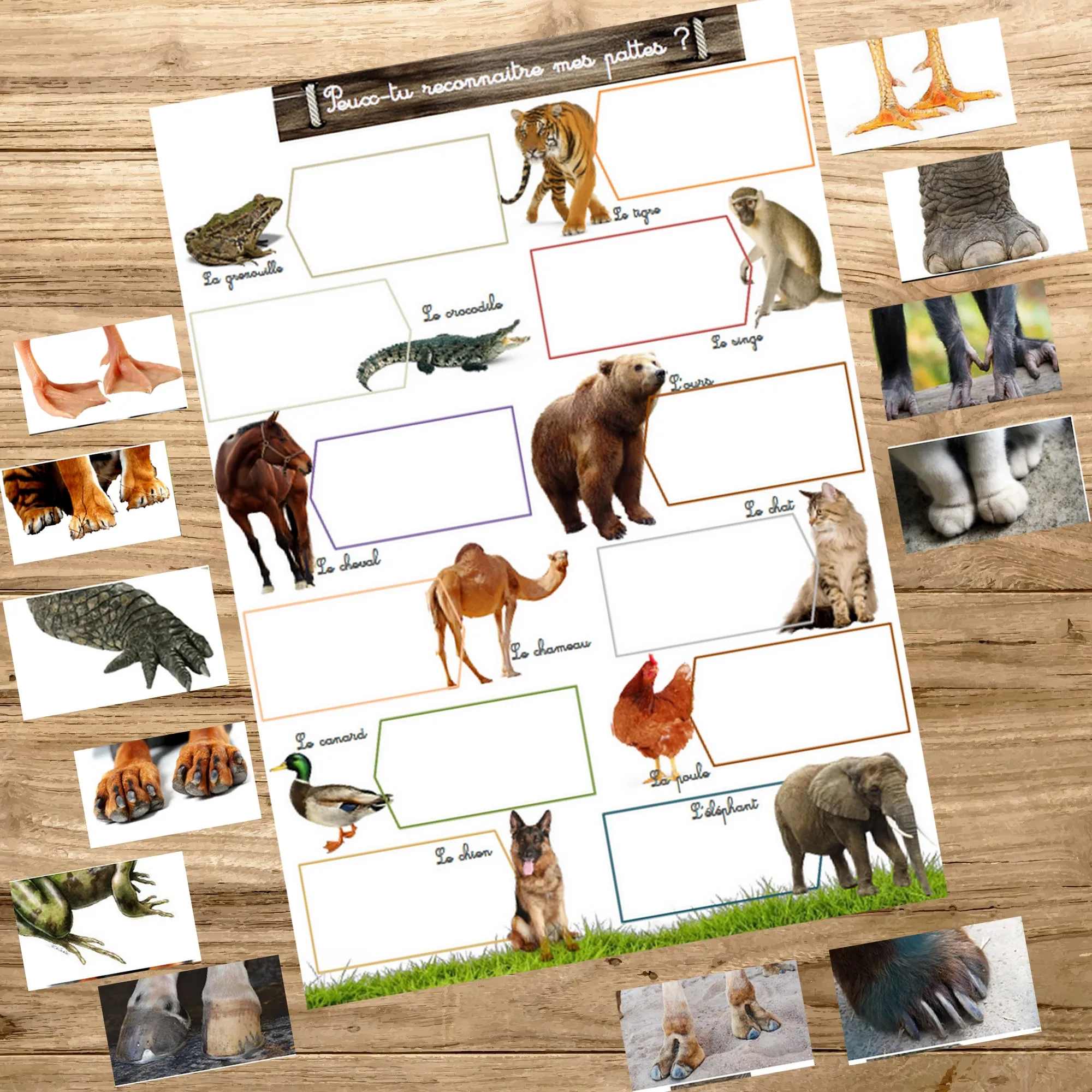 Montessori box des animaux  3-6 ans 