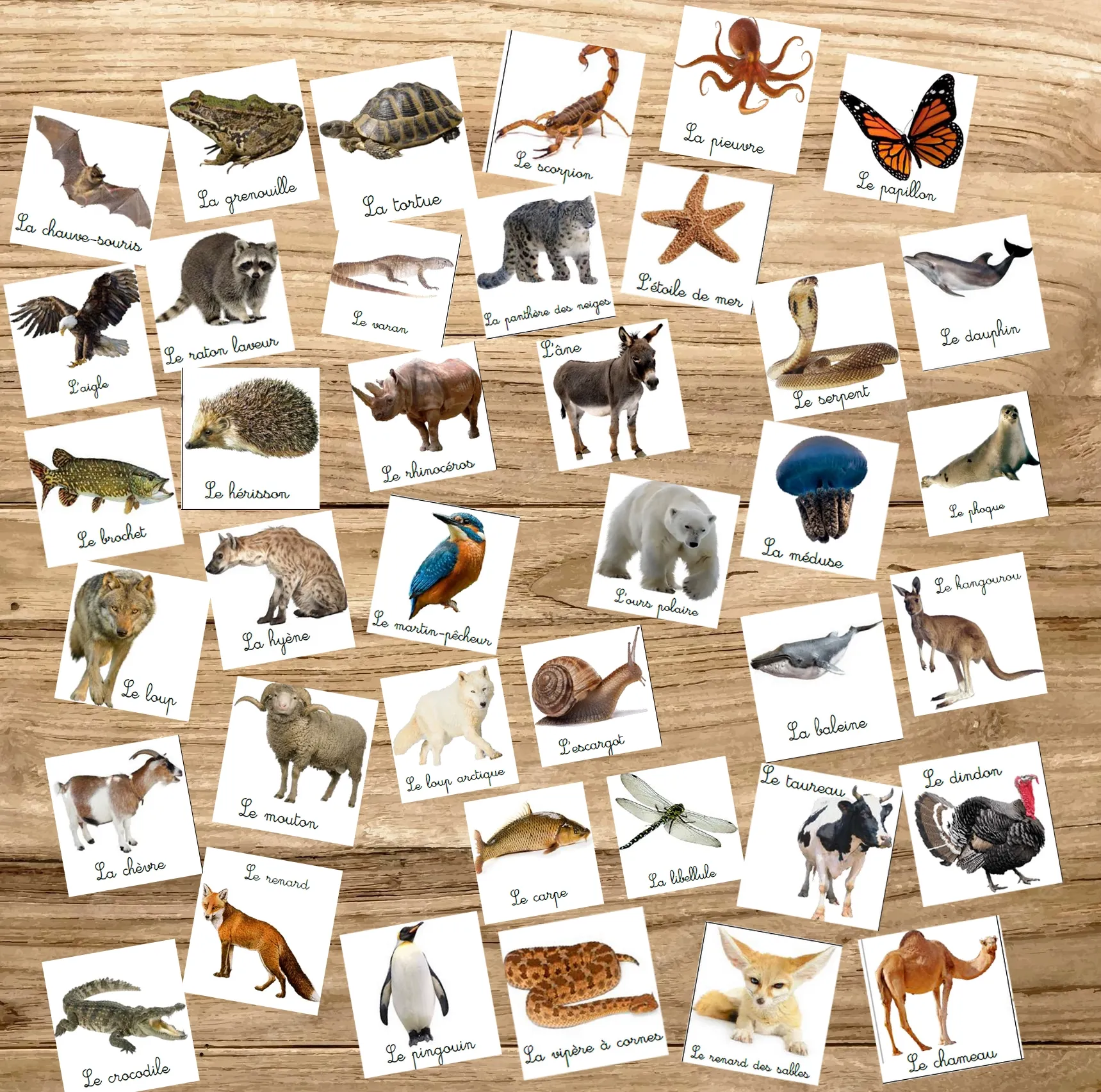 Montessori box des animaux  3-6 ans 
