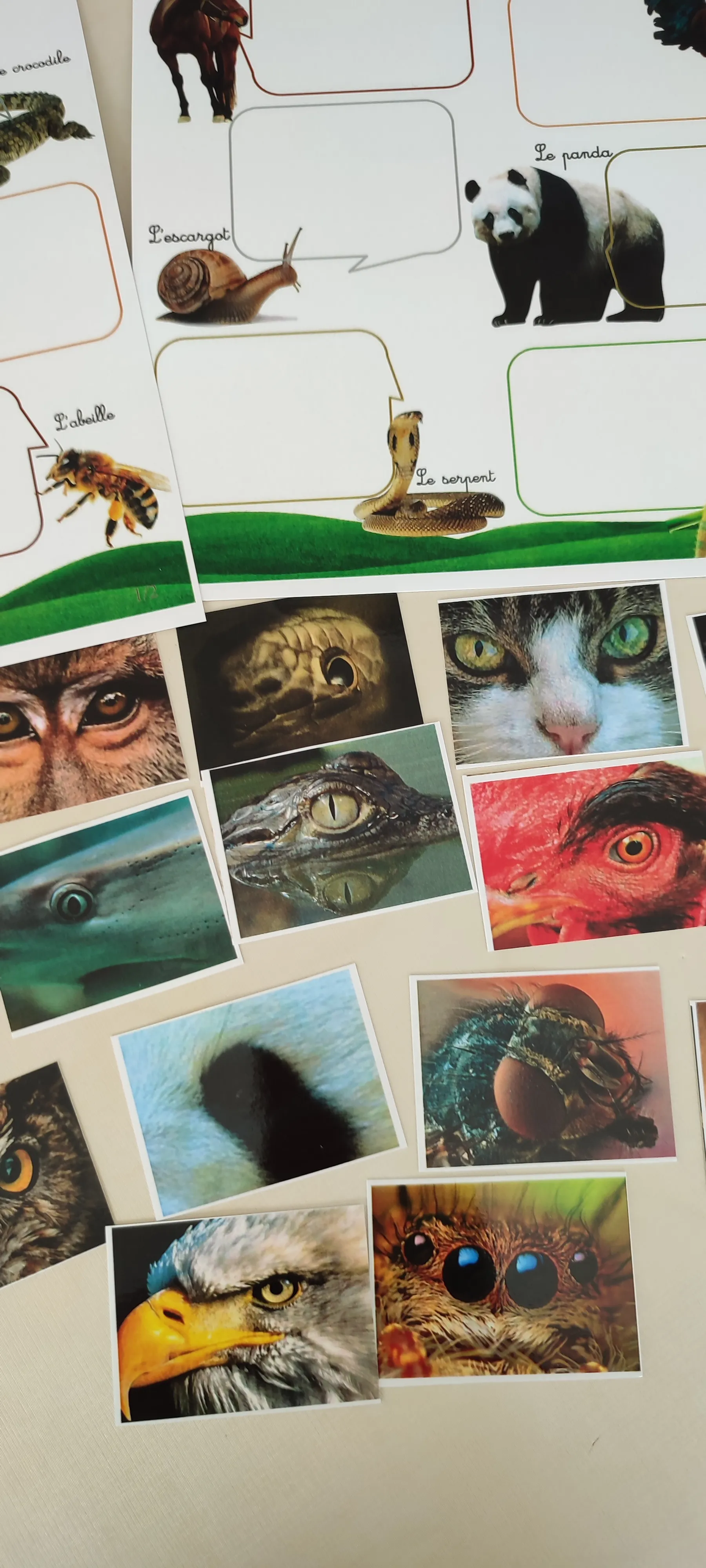 Montessori box des animaux  3-6 ans 